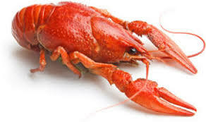 Lb Crawfish